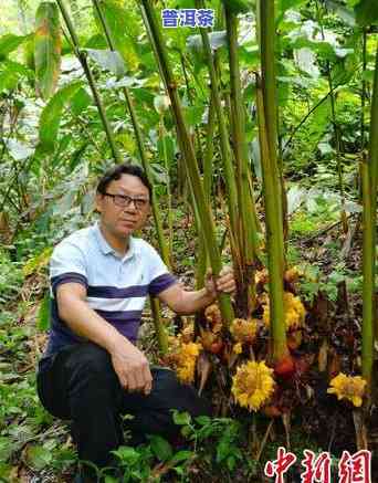 普洱茶苗育苗基地地址查询，「普洱茶苗育苗基地地址查询」：轻松获取您需要的信息！