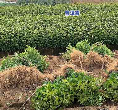 普洱茶苗育苗基地地址-普洱茶苗育苗基地地址在哪里