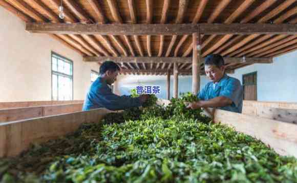 勐宋古寨茶厂，探访勐宋古寨茶厂，领略千年制茶文化