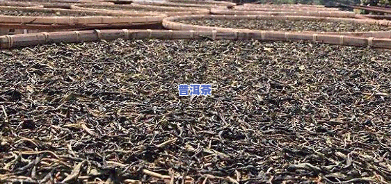 普洱茶本人怎样加工的-普洱茶本人怎样加工的视频