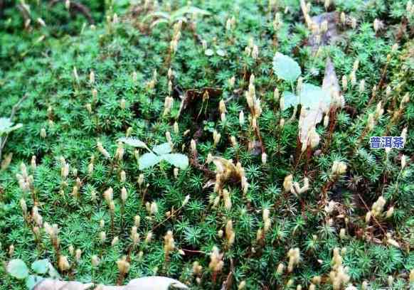 宫廷普洱茶叶：从茶到蛋再到底，全方位品尝普洱魅力