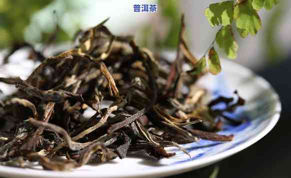 普洱茶可以种植吗现在-普洱茶可以种植吗现在怎么种