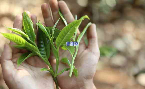 普洱茶可以种植吗现在-普洱茶可以种植吗现在怎么种