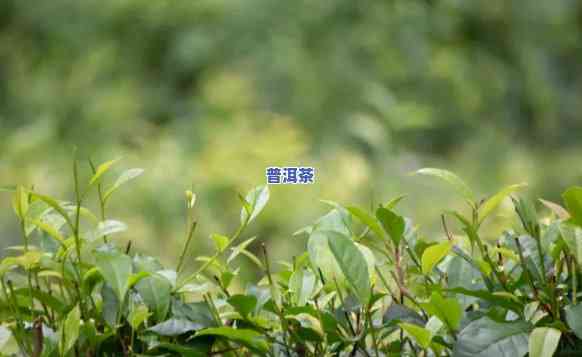 普洱茶可以种植吗视频-普洱茶可以种植吗视频讲解