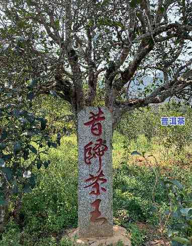 老班章古树茶王树，探秘老班章古树茶王树：历史悠久的顶级茶叶