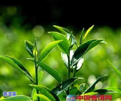 春风茶是什么茶？详解其种类与特点