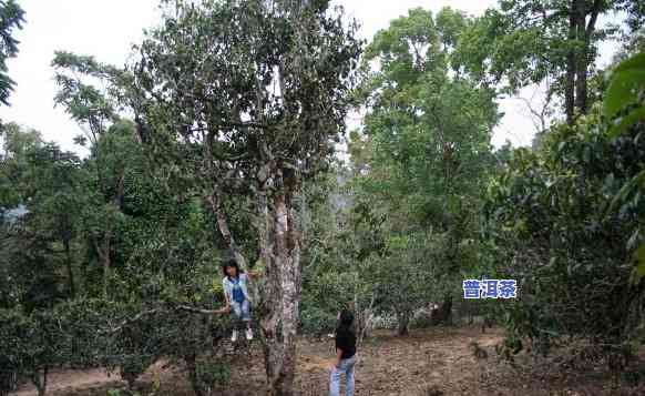 老班章村千年古茶树，探寻千年古韵：老班章村的老茶树之旅