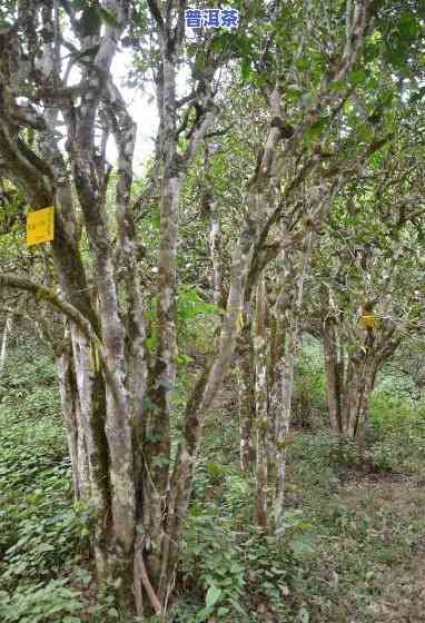 易泰龙千年古树普洱茶：品质、收藏价值全解析