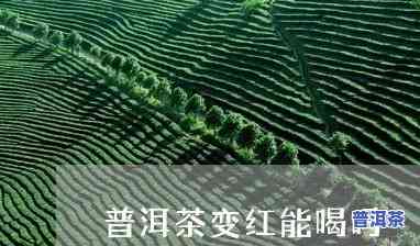 普洱茶叶为什么会变红？探究其起因与作用