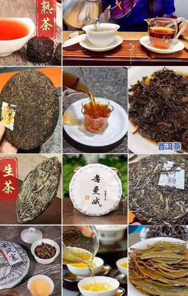 塔哥说普洱茶什么意思-塔哥说普洱茶什么意思啊