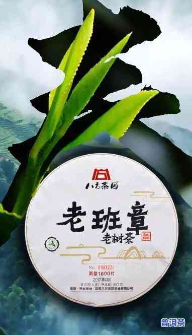 400克老班章，探寻茶叶珍品：400克老班章，一口咬定高山云雾香！