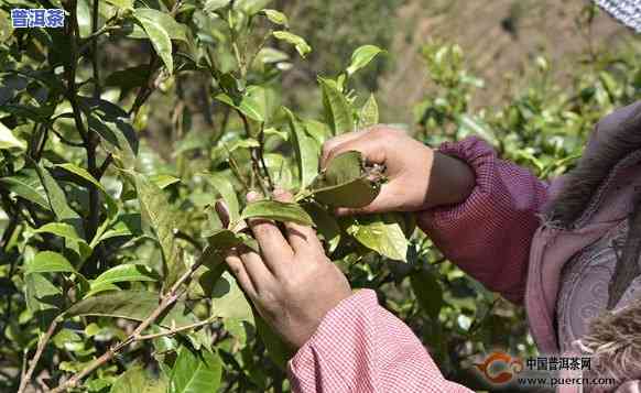 普洱茶采摘期是几月份开始，普洱茶的采摘时间：你知道它从哪个月份开始吗？