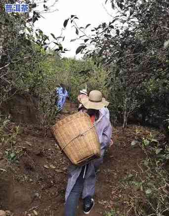 普洱茶的采摘时间是什么时候，揭秘普洱茶的更佳采摘时间