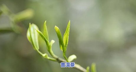 谁发明的普洱茶呢图片高清展示