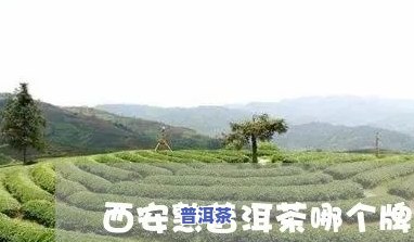 西安哪里的普洱茶好喝又实惠，西安哪里能买到好喝又实惠的普洱茶？