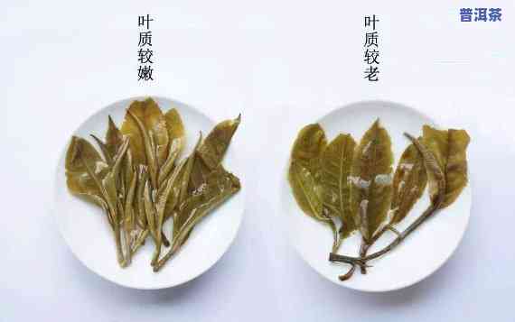 普洱茶的茶底怎么识别，怎样识别普洱茶的茶底？