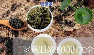 关于普洱茶的文献资料大全：全面收集与展示