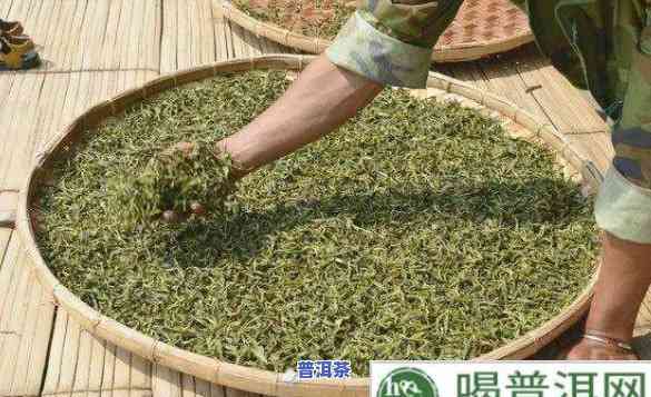 揉捻普洱茶过重的起因是什么，起因探析：揉捻普洱茶过重的可能因素