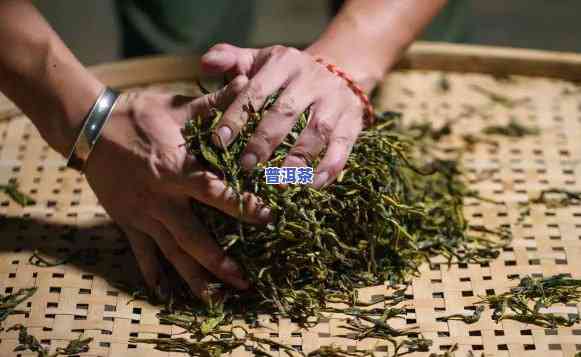 揉捻普洱茶过重的起因-揉捻普洱茶过重的起因是什么