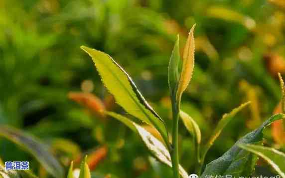 普洱茶春茶和二春时间区别，详解普洱茶春茶与二春的时间差异