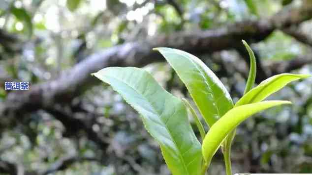 二春普洱茶是什么意思？口感怎样？