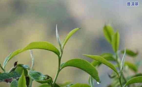 普洱茶春茶和二春时间-普洱茶春茶和二春时间区别