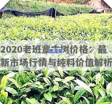 2020年茶叶老班章古树茶价格全解析