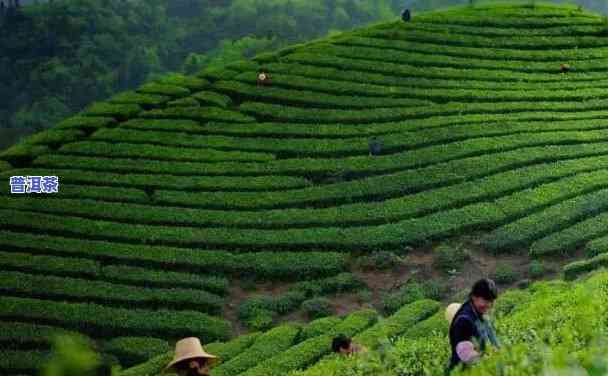 普洱茶为什么有青涩味-普洱茶为什么有青涩味儿