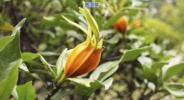 栀子能和茶一起泡茶吗，可以吗？栀子花能否与茶叶一起泡茶？