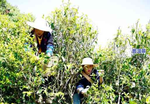 爬树采古树普洱茶视频大全：最新、最全、可下载