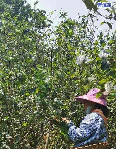 古树普洱茶采摘，品味岁月沉淀：探访古树普洱茶的采摘之旅