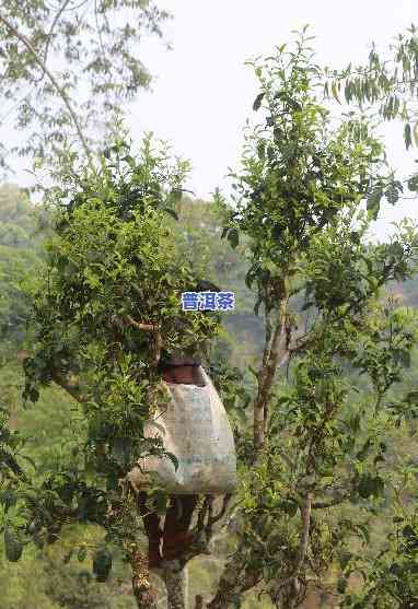 爬树采古树普洱茶好吗-爬树采古树普洱茶好吗视频