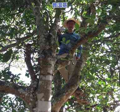 爬树采古树普洱茶好吗-爬树采古树普洱茶好吗视频