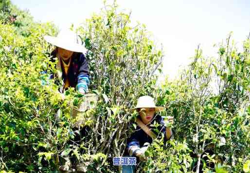 爬树采古树普洱茶好吗-爬树采古树普洱茶好吗视频