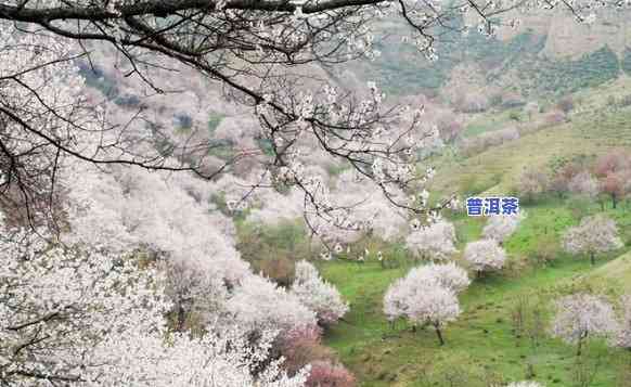 伊宁市喝普洱茶的好去处：哪些地方有？哪些景点推荐？