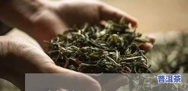 薄荷溏普洱茶：无香却有效，特别口感与健康益处