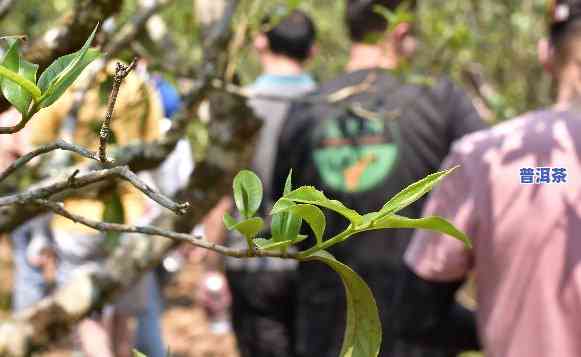 帕沙小班章普洱茶生茶-帕沙古树茶与班章对比