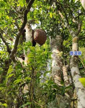 2022年十大普洱茶-2021年普洱茶排行榜