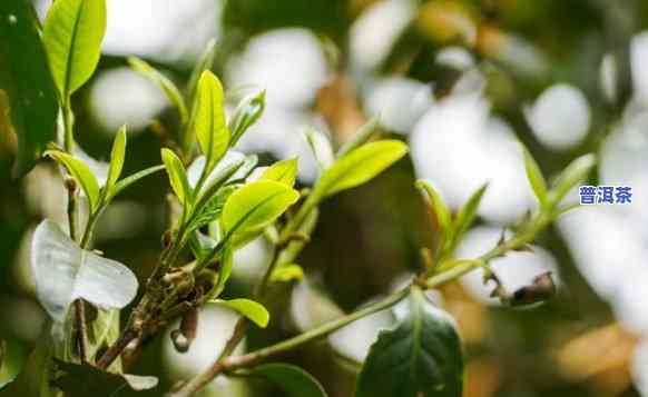 老班章茶树图片大全：探索古老茶园的美丽与魅力