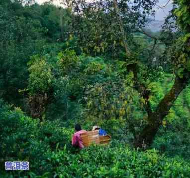 老班章生活图片大全-老班章生活图片大全高清