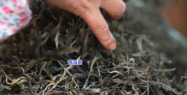 新的普洱茶怎么存放好-新的普洱茶怎么存放好喝