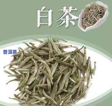 为什么叫大白菜茶，解密“大白菜茶”之名的由来