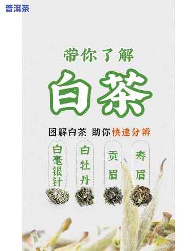 为什么叫大白菜茶，解密“大白菜茶”之名的由来