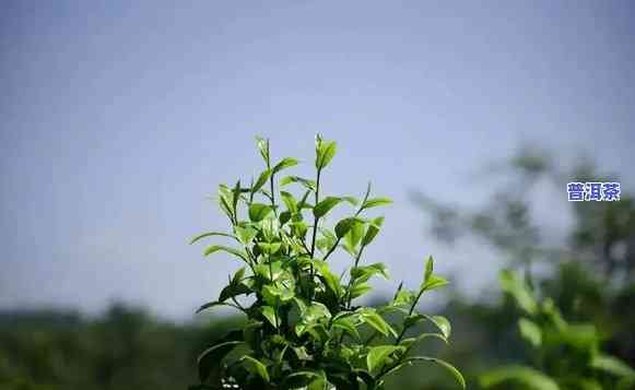 普洱茶很香，品味普洱茶的香气：一种特别的享受