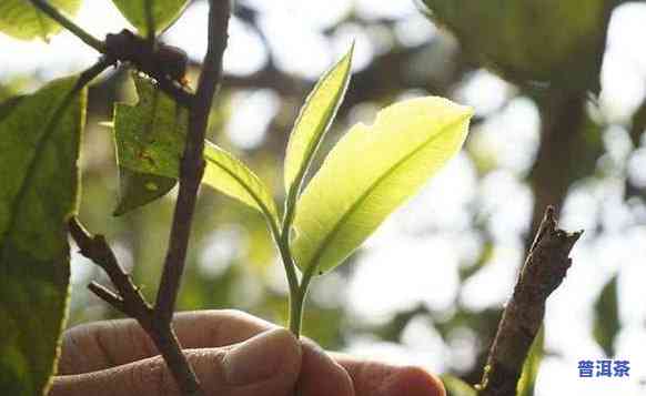 老班章哪年的茶更好-老班章哪个年份更好