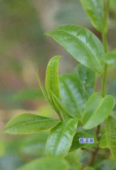 普洱茶新茶为啥很涩味-普洱茶新茶为啥很涩味呢