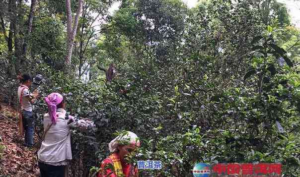 普洱茶采摘期多久开始-普洱茶采摘期多久开始采摘