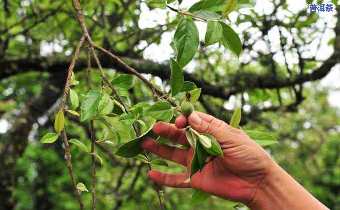 普洱加山楂一起泡，普洱山楂茶：养生新宠，健康美味！