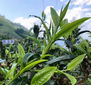 帕沙普洱茶属于哪个茶区？探讨其特点与产地