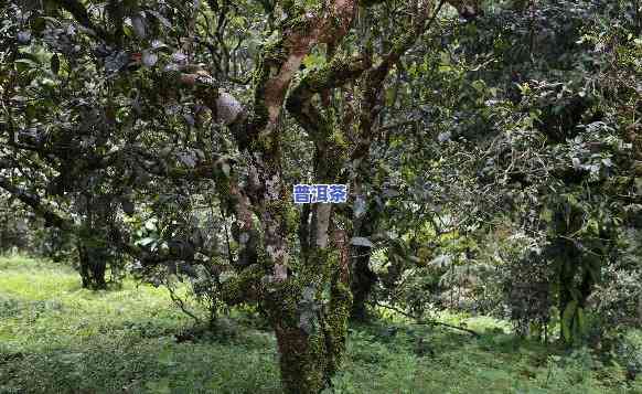 南糯乔木普洱茶价格，深度解析：南糯乔木普洱茶的价格走势与市场分析